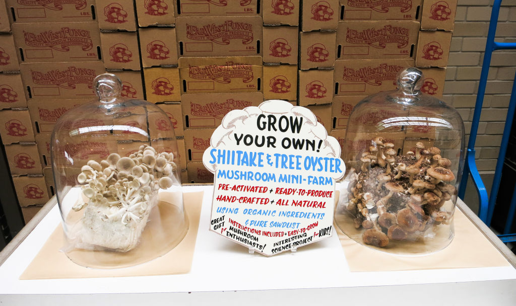 'GROW YOUR OWN' mushroom kits at the San Francisco Ferry Building
